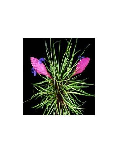Tillandsia Cyanea Pulk Ecoterrazas