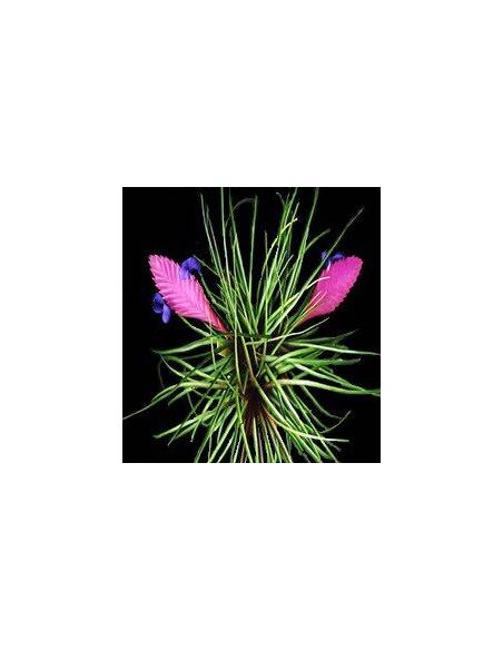 Tillandsia Cyanea Pulk Ecoterrazas