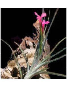 Tillandsia Dorotheae Ecoterrazas 2