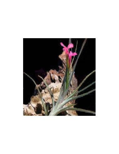 Tillandsia Dorotheae Ecoterrazas