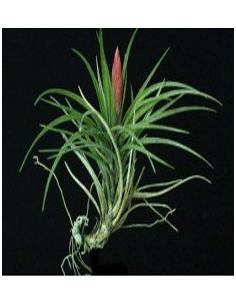 Dura Tillandsia Ecoterrazas