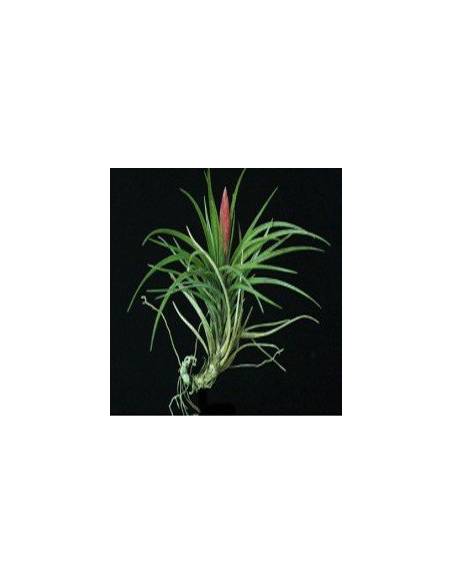 Dura Tillandsia Ecoterrazas