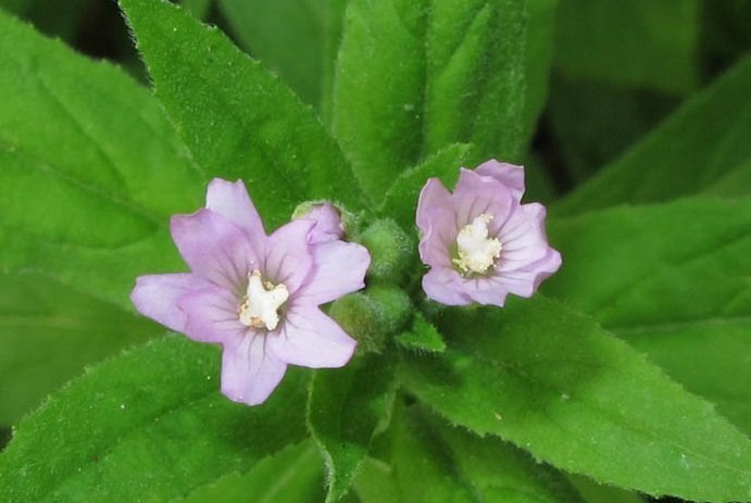 O Epilóbio é Uma Planta Herbácea De Altura Humana Altíssima, Por