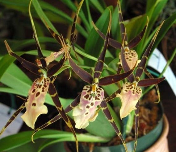 Miltassia orquidea