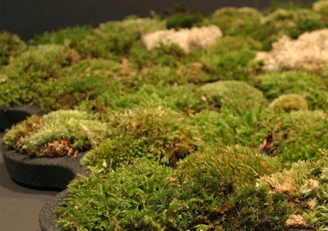 alffombrilla de tillandsias