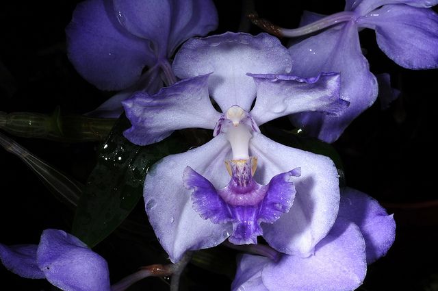 aganisia orquidea