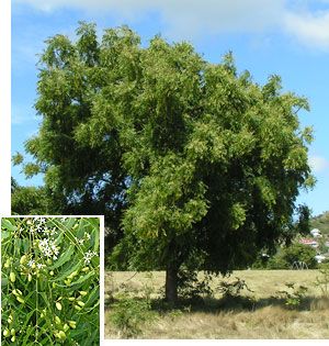 Antiplagas - orgánico  acción inmediata – NODO VERDE