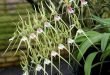 brassia Verrucosa
