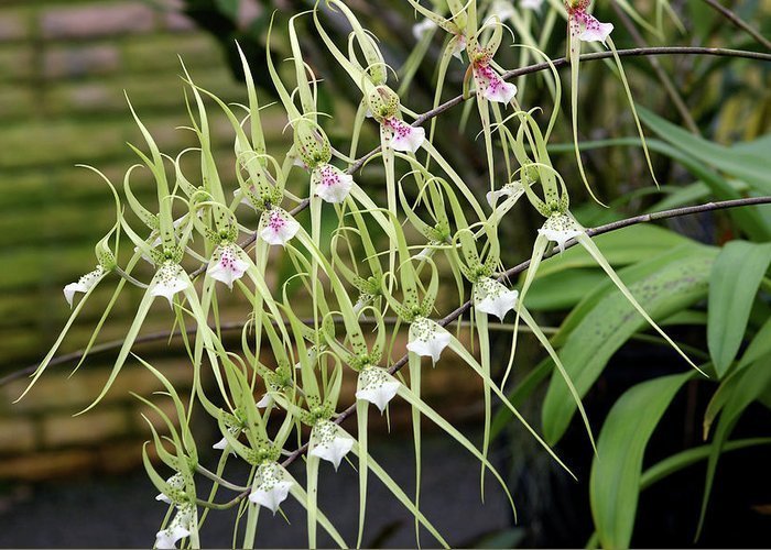 Principales especies de orquídeas - I