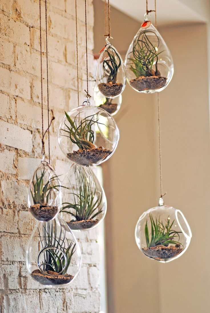 decoracion_tillandsias5
