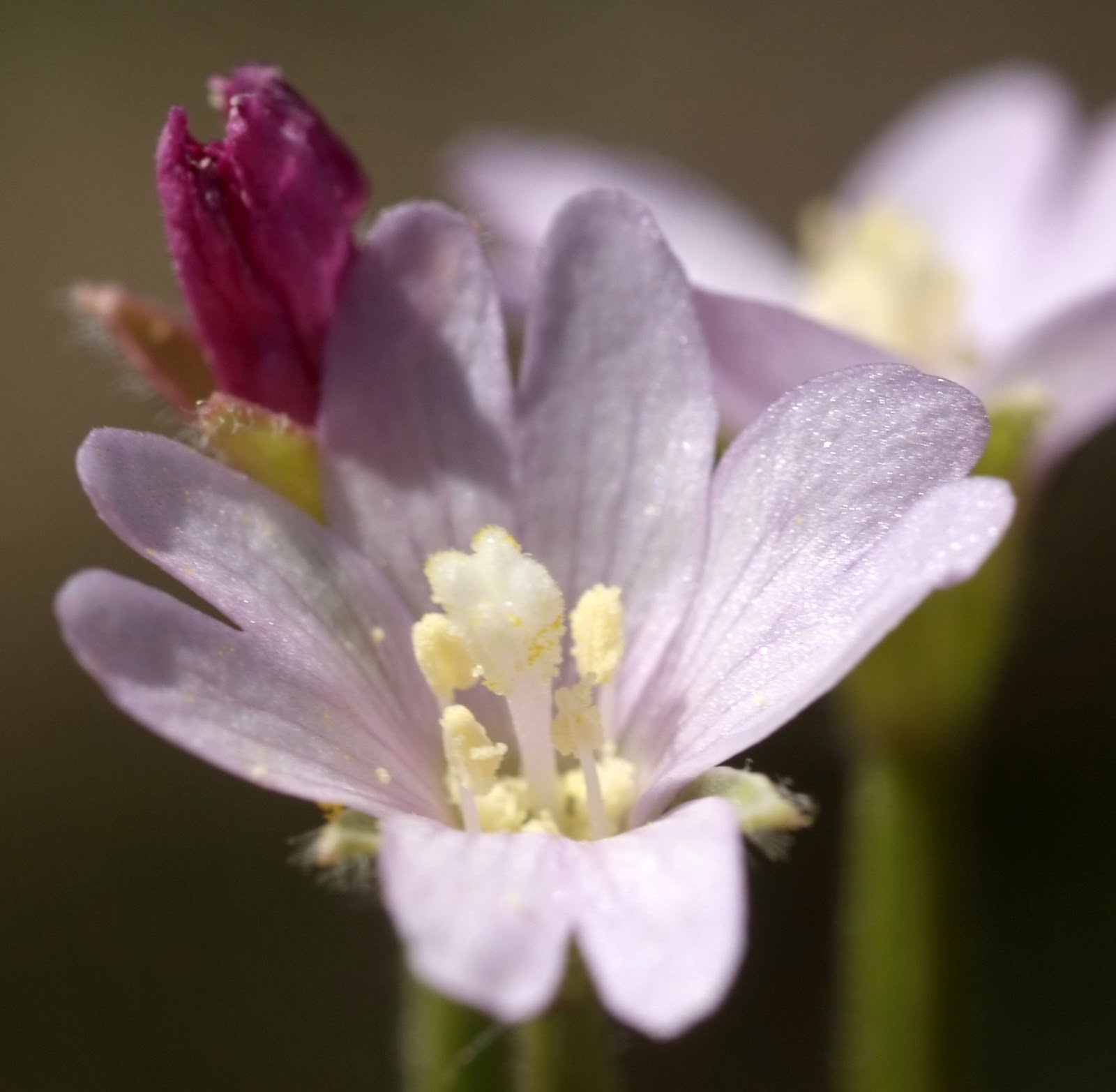 Epilobio de flor pequeña , solución natural a las afecciones de próstata