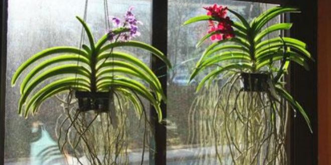 Riego Meditativo Jarra La siembra de las orquídeas y su cuidado
