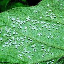 mosca blanca