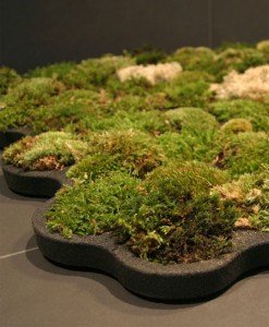 alfombrilla de tillandsias