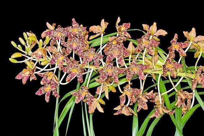Orquidea Grammatophyllum