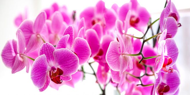 orquideas