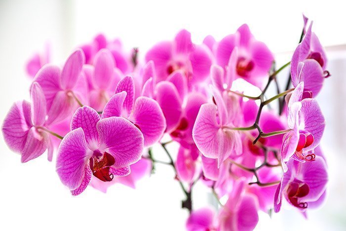 Las Orquídeas