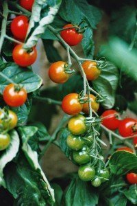 Planta tomate