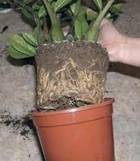 plantando_maceta