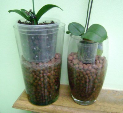 plantas_en_arlita